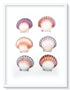pink and purple deep scallop seashells framed